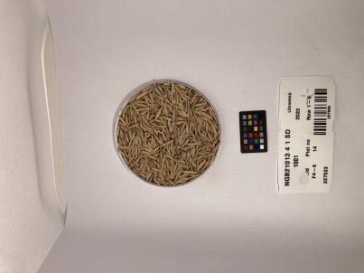 Click for 1 image(s) for this accession. SEED